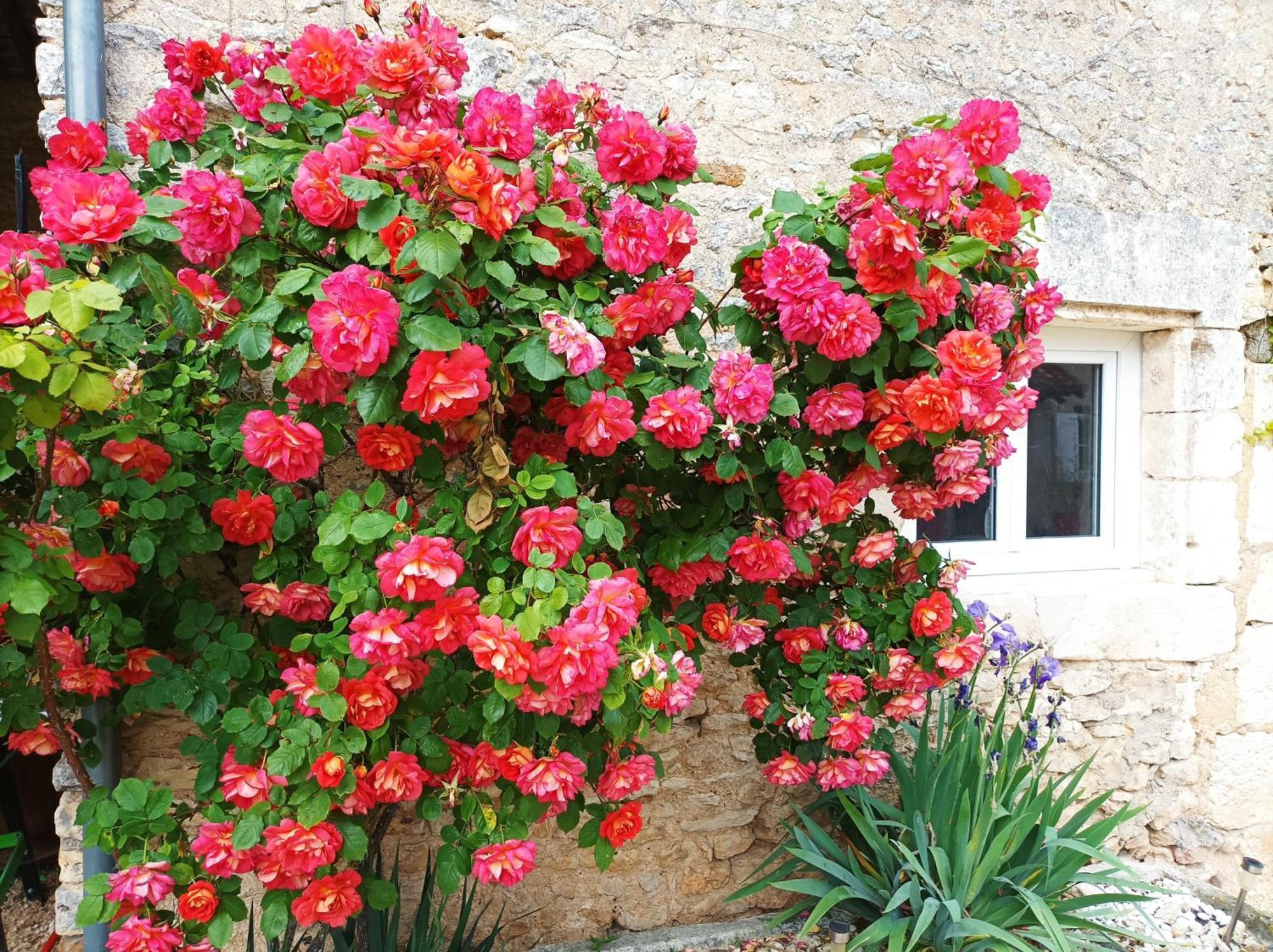 Les Iris - Chene *